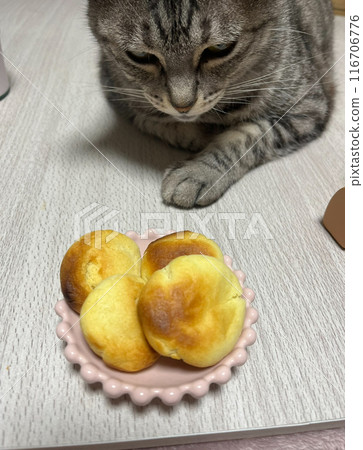 貓瞄準餅乾 116706776