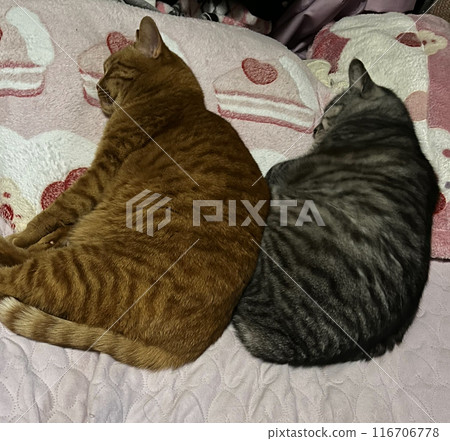 A friendly cat 116706778