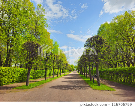 Walkway in the spring the park, blue sky. 116706799