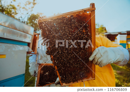 Beekeepers checking honey on the beehive frame in the field. Small business owners on apiary. Natural healthy food produceris working with bees and beehives on the apiary. Beekeepers checking honey on the beehive frame in the field. Small business owners on apiary. Natural healthy food produceris working with bees and beehives on the apiary. 116706809