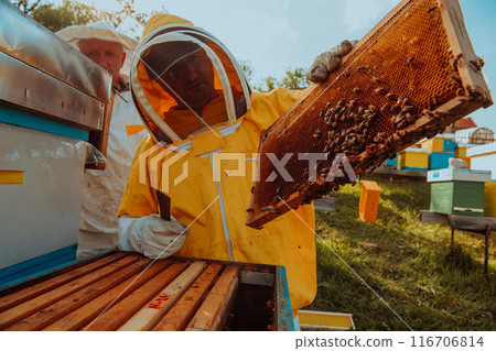 Beekeepers checking honey on the beehive frame in the field. Small business owners on apiary. Natural healthy food produceris working with bees and beehives on the apiary. Beekeepers checking honey on the beehive frame in the field. Small business owners on apiary. Natural healthy food produceris working with bees and beehives on the apiary. 116706814