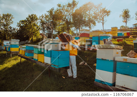 Beekeepers checking honey on the beehive frame in the field. Small business owners on apiary. Natural healthy food produceris working with bees and beehives on the apiary. 116706867
