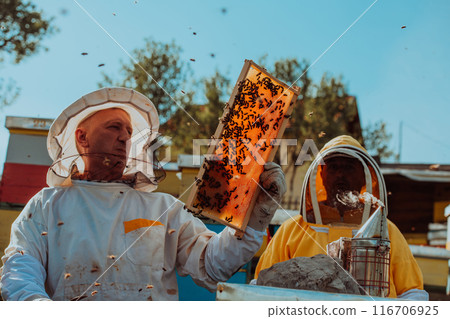 Beekeepers checking honey on the beehive frame in the field. Small business owners on apiary. Natural healthy food produceris working with bees and beehives on the apiary. Beekeepers checking honey on the beehive frame in the field. Small business owners on apiary. Natural healthy food produceris working with bees and beehives on the apiary. 116706925