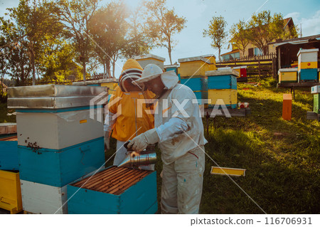 Beekeepers checking honey on the beehive frame in the field. Small business owners on apiary. Natural healthy food produceris working with bees and beehives on the apiary. Beekeepers checking honey on the beehive frame in the field. Small business owners on apiary. Natural healthy food produceris working with bees and beehives on the apiary. 116706931