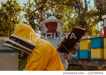 Beekeepers checking honey on the beehive frame in the field. Small business owners on apiary. Natural healthy food produceris working with bees and beehives on the apiary. Beekeepers checking honey on the beehive frame in the field. Small business owners on apiary. Natural healthy food produceris working with bees and beehives on the apiary. 116706942