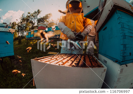 Beekeepers checking honey on the beehive frame in the field. Small business owners on apiary. Natural healthy food produceris working with bees and beehives on the apiary. Beekeepers checking honey on the beehive frame in the field. Small business owners on apiary. Natural healthy food produceris working with bees and beehives on the apiary. 116706997