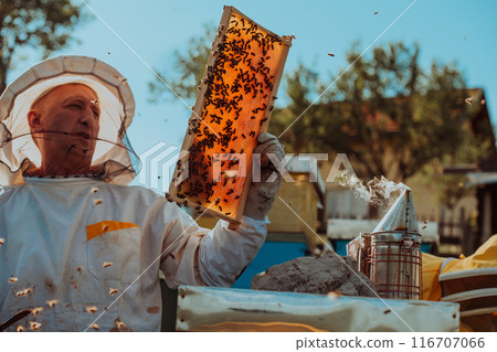 Beekeepers checking honey on the beehive frame in the field. Small business owners on apiary. Natural healthy food produceris working with bees and beehives on the apiary. Beekeepers checking honey on the beehive frame in the field. Small business owners on apiary. Natural healthy food produceris working with bees and beehives on the apiary. 116707066