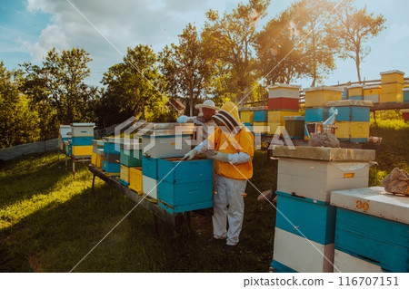 Beekeepers checking honey on the beehive frame in the field. Small business owners on apiary. Natural healthy food produceris working with bees and beehives on the apiary. Beekeepers checking honey on the beehive frame in the field. Small business owners on apiary. Natural healthy food produceris working with bees and beehives on the apiary. 116707151