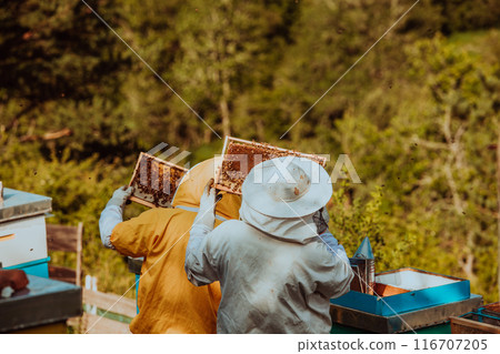 Beekeepers checking honey on the beehive frame in the field. Small business owners on apiary. Natural healthy food produceris working with bees and beehives on the apiary. 116707205