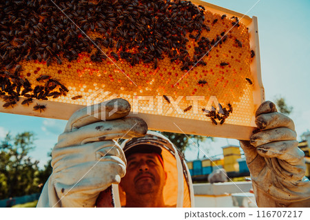 Wide shot of a beekeeper holding the beehive frame filled with honey against the sunlight in the field full of flowers Wide shot of a beekeeper holding the beehive frame filled with honey against the sunlight in the field full of flowers 116707217