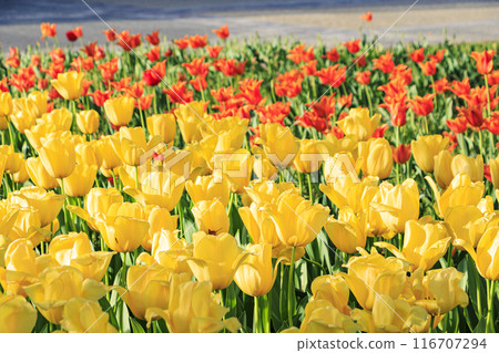 Tulips blooming in Yokohama Park 116707294