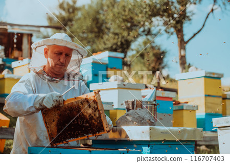 Beekeeper checking honey on the beehive frame in the field. Small business owner on apiary. Natural healthy food produceris working with bees and beehives on the apiary. 116707403