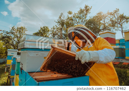 Beekeeper checking honey on the beehive frame in the field. Small business owner on apiary. Natural healthy food produceris working with bees and beehives on the apiary. Beekeeper checking honey on the beehive frame in the field. Small business owner on apiary. Natural healthy food produceris working with bees and beehives on the apiary. 116707462