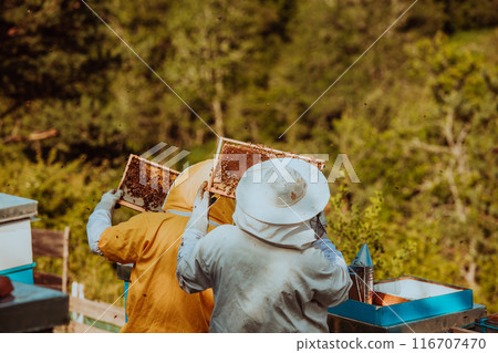 Beekeepers checking honey on the beehive frame in the field. Small business owners on apiary. Natural healthy food produceris working with bees and beehives on the apiary. Beekeepers checking honey on the beehive frame in the field. Small business owners on apiary. Natural healthy food produceris working with bees and beehives on the apiary. 116707470