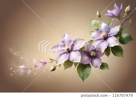 branch of climbing beautiful Clematis flowers, clean empty space for text 116707479