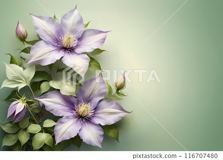 branch of climbing beautiful Clematis flowers, clean empty space for text 116707480