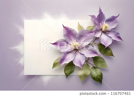 branch of climbing beautiful Clematis flowers, clean empty space for text 116707481