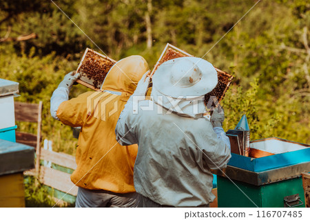 Beekeepers checking honey on the beehive frame in the field. Small business owners on apiary. Natural healthy food produceris working with bees and beehives on the apiary. 116707485