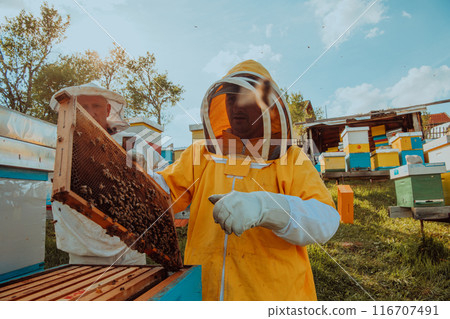 Beekeepers checking honey on the beehive frame in the field. Small business owners on apiary. Natural healthy food produceris working with bees and beehives on the apiary. 116707491