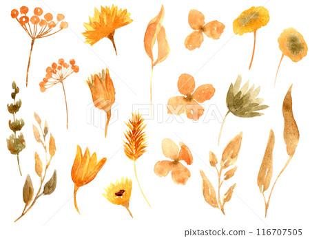 Autumn dried flowers collection isolated on white background. Fall leaves bundle. Hand drawn floral clipart. Perfect for packaging, greeting cards, holiday cards, invitations, stationery. 116707505