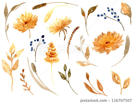 Autumn dried flowers collection isolated on white background. Fall leaves bundle. Hand drawn floral clipart. Perfect for packaging, greeting cards, holiday cards, invitations, stationery. Autumn dried flowers collection isolated on white background. Fall leaves bundle. Hand drawn floral clipart. Perfect for packaging, greeting cards, holiday cards, invitations, stationery. 116707507