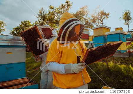 Beekeepers checking honey on the beehive frame in the field. Small business owners on apiary. Natural healthy food produceris working with bees and beehives on the apiary. Beekeepers checking honey on the beehive frame in the field. Small business owners on apiary. Natural healthy food produceris working with bees and beehives on the apiary. 116707508