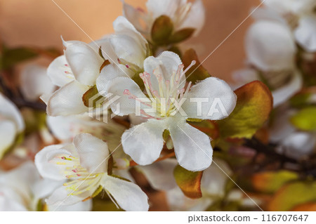 artificial sakura with white flowers on craft paper artificial sakura with white flowers on craft paper 116707647