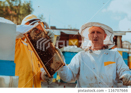 Beekeepers checking honey on the beehive frame in the field. Small business owners on apiary. Natural healthy food produceris working with bees and beehives on the apiary. Beekeepers checking honey on the beehive frame in the field. Small business owners on apiary. Natural healthy food produceris working with bees and beehives on the apiary. 116707666