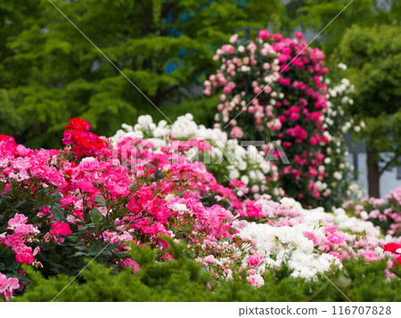 山下公園的七彩玫瑰 山下公園的七彩玫瑰 116707828