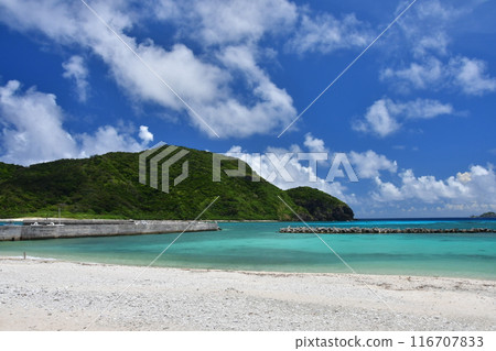 阿嘉島、慶良間群島、沖繩 阿嘉島、慶良間群島、沖繩 116707833