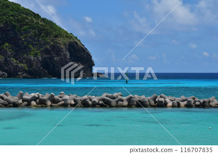 阿嘉島、慶良間群島、沖繩 阿嘉島、慶良間群島、沖繩 116707835