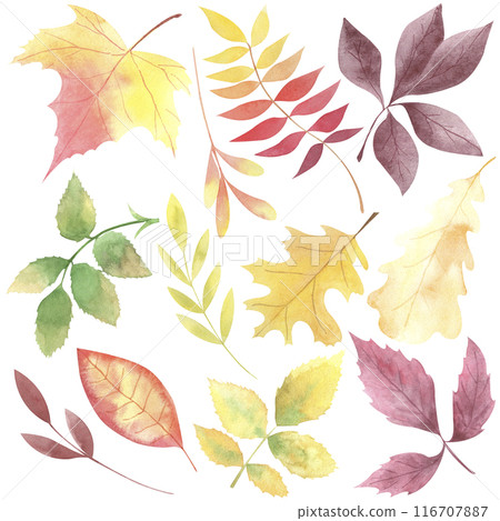 Watercolor hand drawn autumn leaves clipart. Fall clipart. Set of fallen leaves isolated on white background. Red leaf, yellow leaf. Foliage illustration. Maple, oak, rose hip leaves. Watercolor hand drawn autumn leaves clipart. Fall clipart. Set of fallen leaves isolated on white background. Red leaf, yellow leaf. Foliage illustration. Maple, oak, rose hip leaves. 116707887