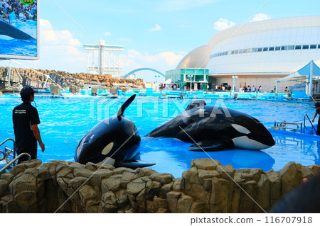 Earth and Rin, killer whales at Port of Nagoya Public Aquarium 116707918