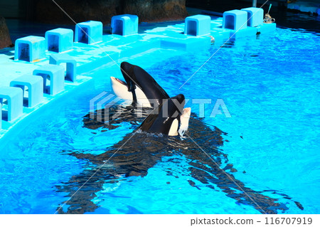Earth and Rin, killer whales at Port of Nagoya Public Aquarium 116707919