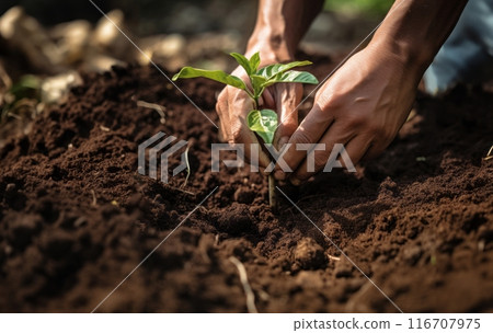 hands from a close-knit community come together to plant a young sapling, symbolizing collective growth, environmental stewardship, and the nurturing bond between people and nature.Generated image 116707975