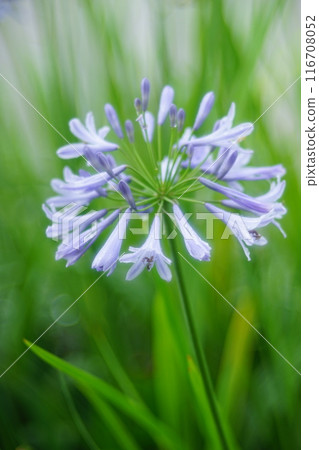 Agapantus在雨中變濕 116708052