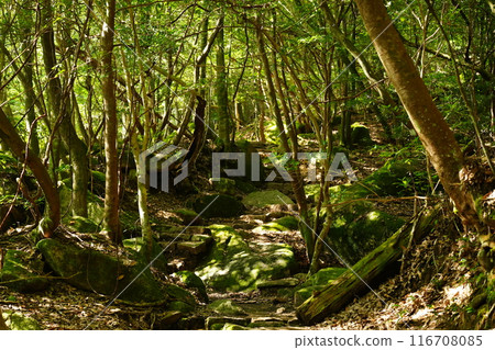 在森林深處 在森林深處 116708085