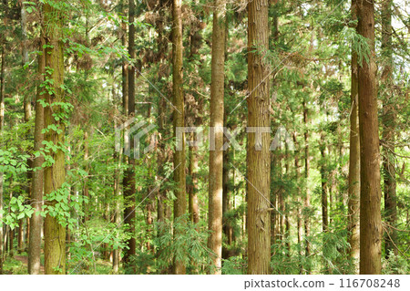 Fresh green forest Fresh green forest 116708248
