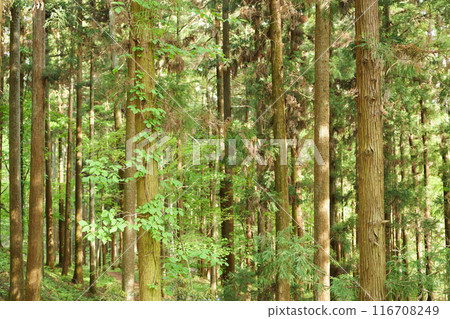 Fresh green forest Fresh green forest 116708249