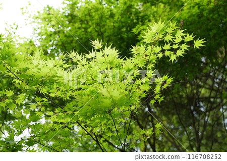 Fresh green forest Fresh green forest 116708252