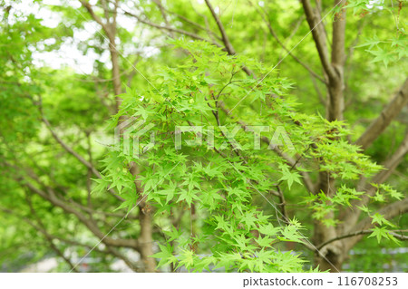 Fresh green forest Fresh green forest 116708253