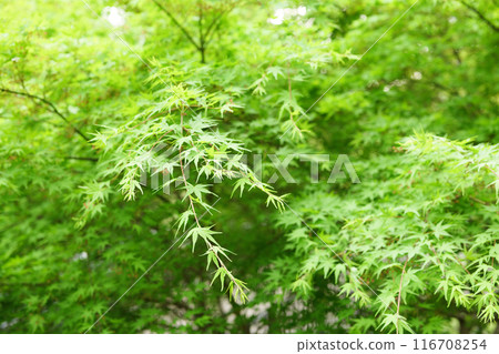 Fresh green forest 116708254