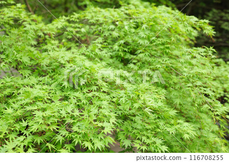 Fresh green forest Fresh green forest 116708255