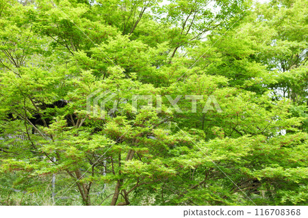 Fresh green forest Fresh green forest 116708368