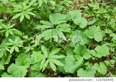 Fresh green forest 116708449