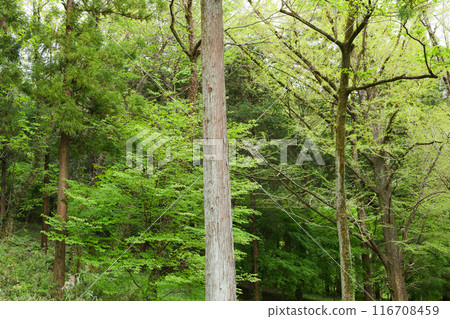 Fresh green forest Fresh green forest 116708459