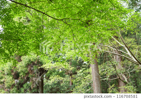 新鮮的綠色森林 116708581
