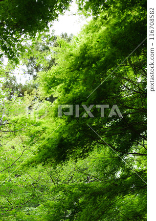 Fresh green forest Fresh green forest 116708582