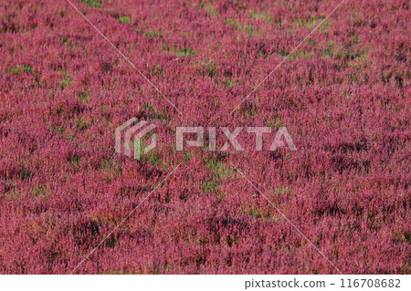 Red-stained coral grass Red-stained coral grass 116708682