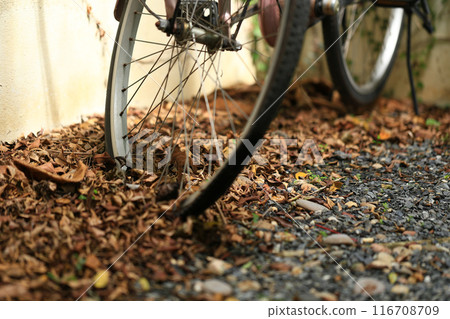 bicycle wheel with autumn leaves on the ground. dry leaves on the ground, top view, background texture. 116708709